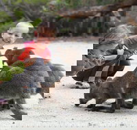 The Patriarch Wildlife Sanctuary Camping Ground - Tourism Noosa