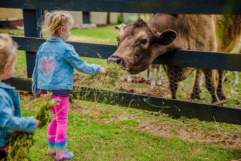 Tobruk Sydney Farm Stay - Tourism Noosa 2