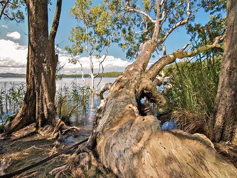 Dees Corner Campground - Tourism Noosa 2