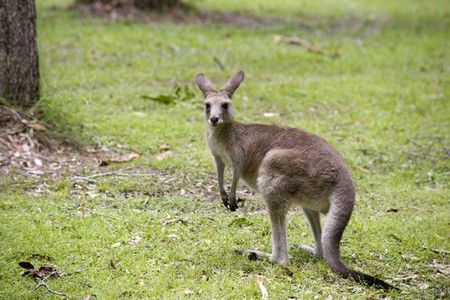 Hungry Head Cabins - Tourism Noosa 3