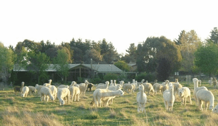 Glenhope Alpacas Self Contained Bb/farmstay - Tourism Noosa