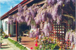 Woodchester Bed And Breakfast - Tourism Noosa 1