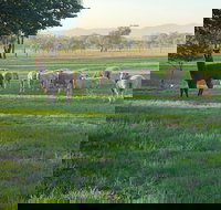 Wallinga Studio Farmstay - Tourism Noosa