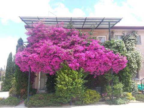 Crest Motor Inn - Tourism Noosa 0