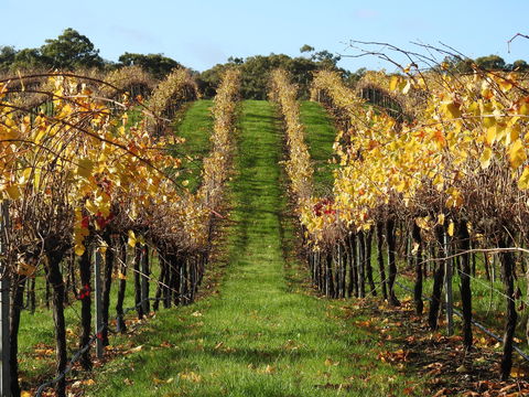 Miners Ridge Vineyard Railway Carriage B&B - Tourism Noosa 1