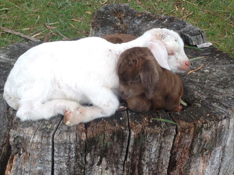 Engadine Cottage - Tourism Noosa 1