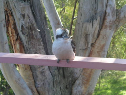 Kookaburra Dreaming - Tourism Noosa 0