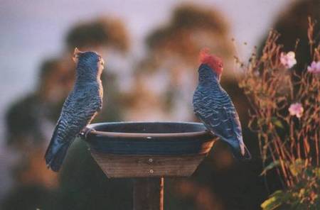 Lyrebird Cottages - Tourism Noosa 2