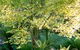 Mast Gully Gardens - thumb 4