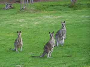 Sunway Farm B And B And Tours - Tourism Noosa 1