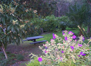 Sunway Farm B And B And Tours - Tourism Noosa 2