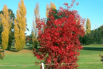 Tenterfield Golf Club Fairways Lodge - Tourism Noosa 2