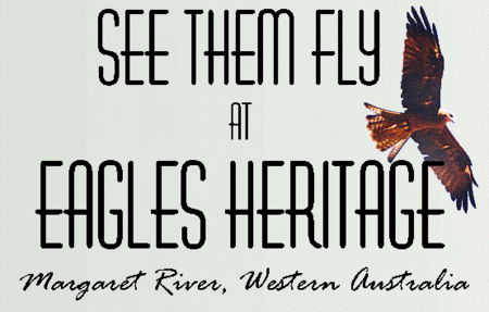 Eagles Heritage Raptor Wildlife Centre - Tourism Noosa 0
