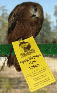 Eagles Heritage Raptor Wildlife Centre - Tourism Noosa 1