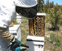 The House of Honey - Tourism Noosa
