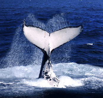 Brisbane Whale Watching - Tourism Noosa 0