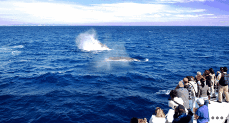 Brisbane Whale Watching - Tourism Noosa 1