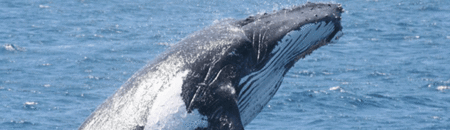 Brisbane Whale Watching - Tourism Noosa 2