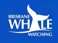 Brisbane Whale Watching - Tourism Noosa 3