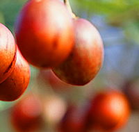 Tropical Fruit World - Tourism Noosa
