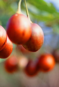 Tropical Fruit World - Tourism Noosa 0