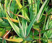 Tropical Fruit World - Tourism Noosa 1