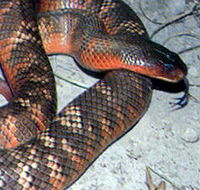 Armadale Reptile  Wildlife Centre - Tourism Noosa