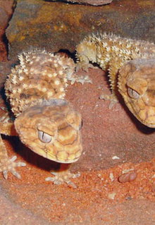 Armadale Reptile & Wildlife Centre - Tourism Noosa 1