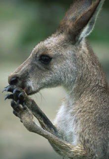 Armadale Reptile & Wildlife Centre - Tourism Noosa 2