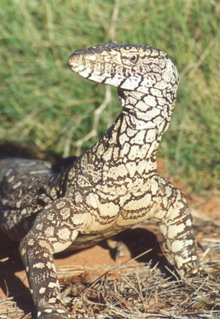 Armadale Reptile & Wildlife Centre - Tourism Noosa 3