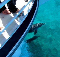 Pelican Charters - Tourism Noosa