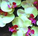 Waverley Gardens Shopping Centre - Tourism Noosa