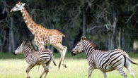 Mogo Zoo - Tourism Noosa 2