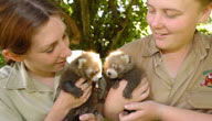 Mogo Zoo - Tourism Noosa 3