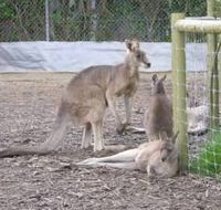 Jirrahlinga Koala  Wildlife Sanctuary - Tourism Noosa