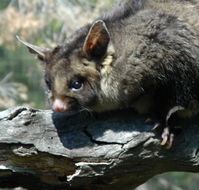 Moonlit Sanctuary Wildlife Conservation Park - Tourism Noosa