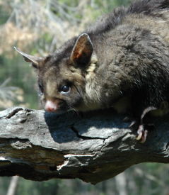 Moonlit Sanctuary Wildlife Conservation Park - Tourism Noosa 0
