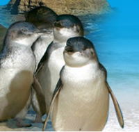 Phillip Island Penguin Parade - Tourism Noosa