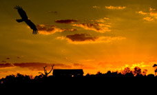 Werribee Open Range Zoo - Tourism Noosa 1