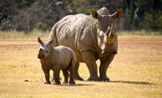 Werribee Open Range Zoo - Tourism Noosa 3