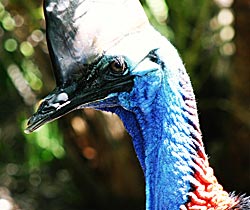 Alma Park Zoo - Tourism Noosa 0