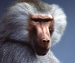 Alma Park Zoo - Tourism Noosa 1