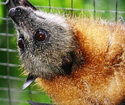 Alma Park Zoo - Tourism Noosa 2