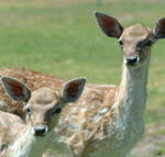 Marapana Wildlife Park - Tourism Noosa