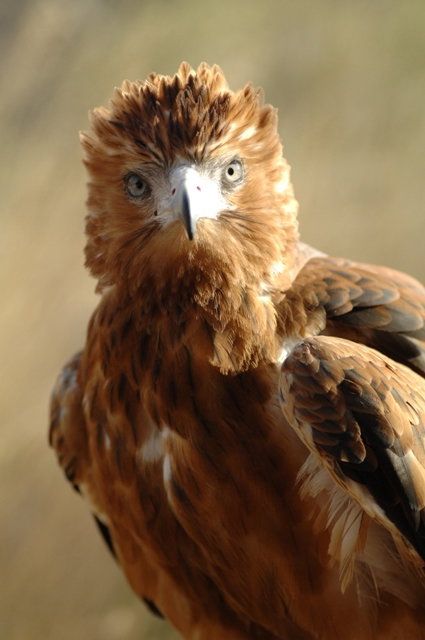 Alice Springs Desert Park - Tourism Noosa 0
