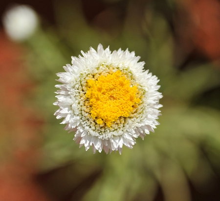 Alice Springs Desert Park - Tourism Noosa 1