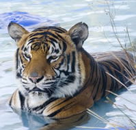 Zoo Doo Wildlife Park - Tourism Noosa