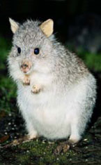 Warrawong Wildlife Park - Tourism Noosa 1