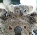 Billabong Koala and Wildlife Park - Tourism Noosa
