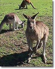 OZe Wildlife - Tourism Noosa 1